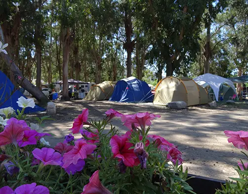 a-marina-camping-accueil-camping.webp